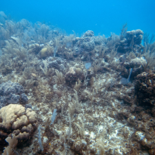 HABITAT LOSS